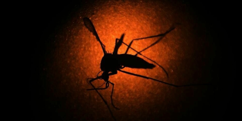 SMITTET: Minst en norsk gravid kvinne er smittet av zika-viruset. Viruset overføres via mygg.