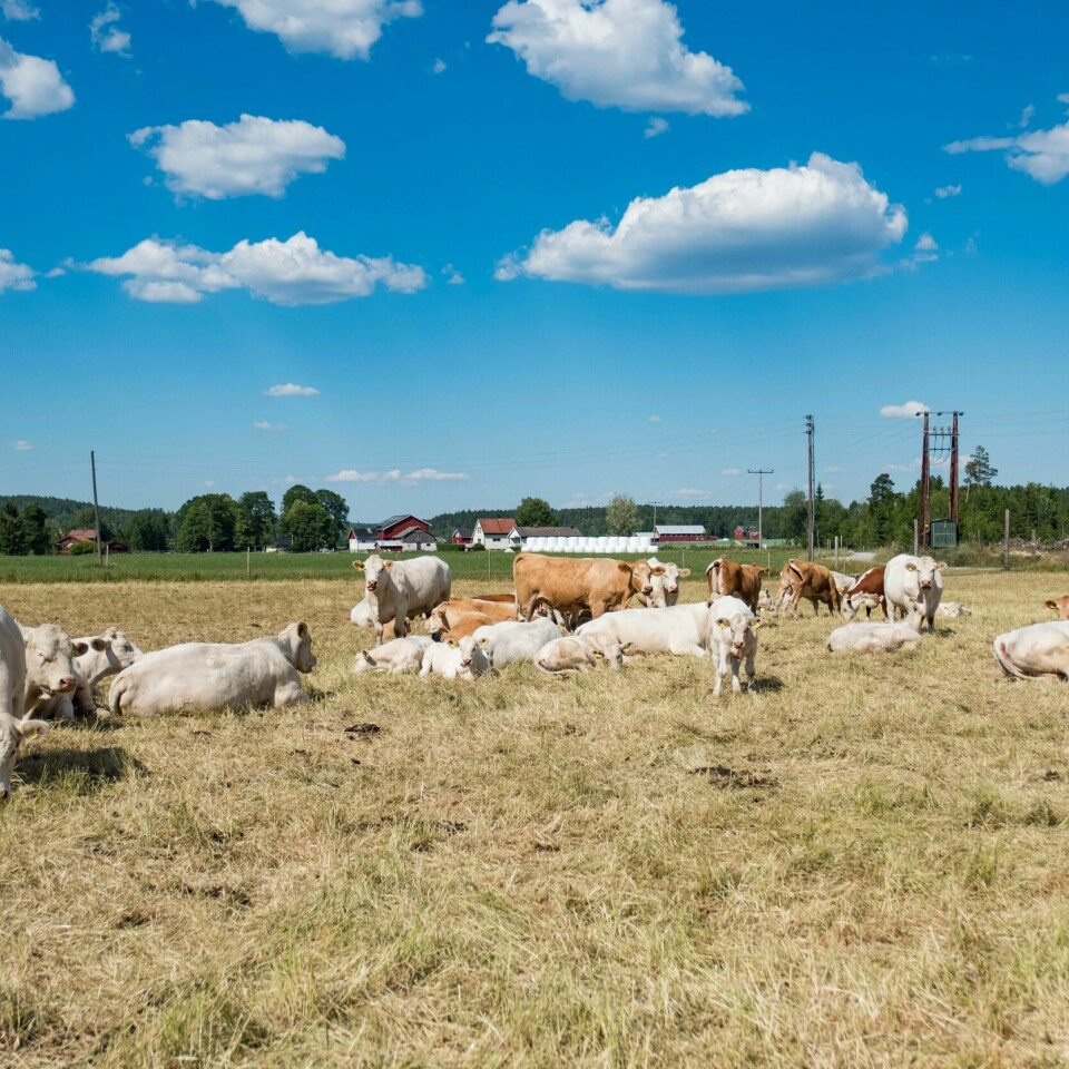 KRISETELEFON: Mange bønder ringer til krisetelefonen for bønder. De har ikke nok mat til dyra sine. Bildet viser flere kyr. Mange bønder har ikke nok mat til dyra sine. De ringer til krisetelefonen for bønder.