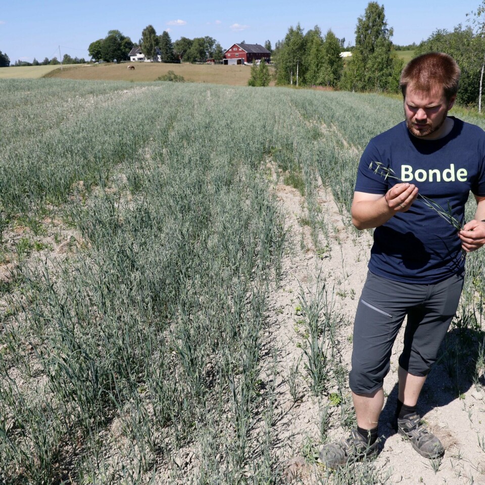 TØRKE: Lars Halvor Stokstad er bonde i Akershus. Han forteller at det varme været har ødelagt halvparten av kornet hans.
