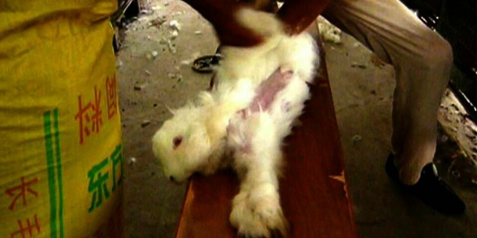 ANGORA: Mange klesbutikker selger ikke lenger klær som er laget av angora-garn. Årsaken er at angora-kaniner blir mishandlet når pelsen fjernes fra dem.