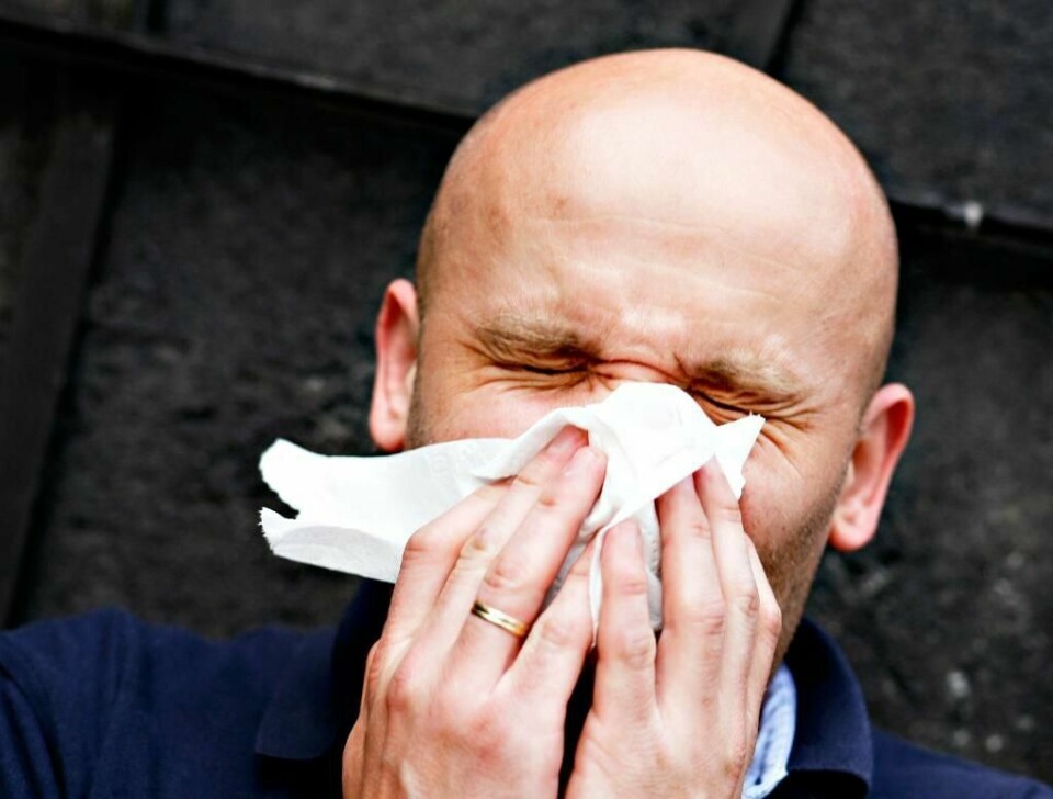 NYS: Allergikere kan bli både tette i nesa og få problemer med pusten av pollen fra bjørk.