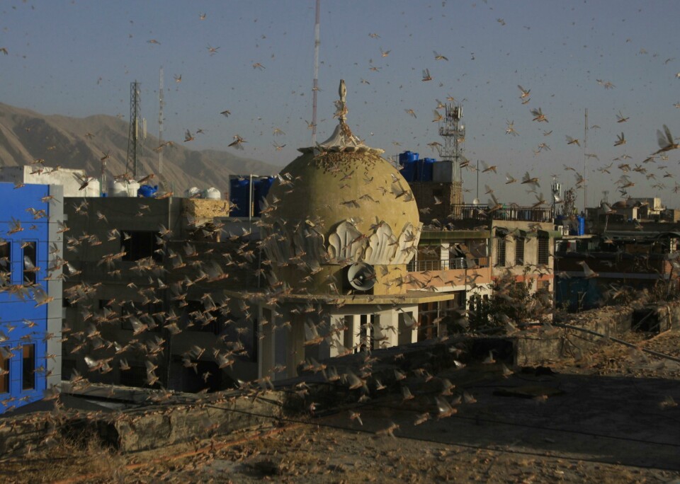 KAN BLI KRISE: Myndighetene i Pakistan er bekymret. De er redd det kan bli krise hvis det blir flere gresshopper. Det kan føre til at mange vil sulte. Bildet viser en sverm gresshopper i et boligområde i byen Quetta i Pakistan. De dekker mesteparten av bildet.