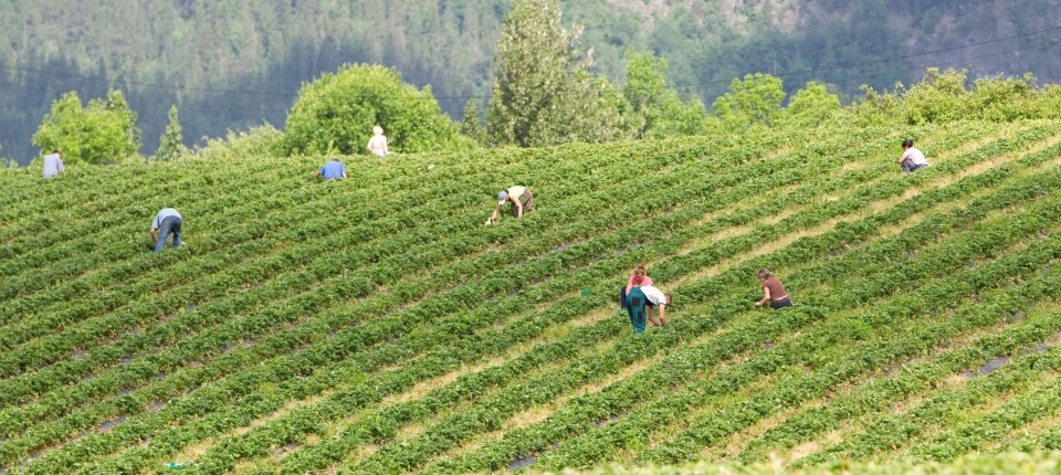 KOMMER TIL NORGE: Mange kommer til Norge for å jobbe på gård om sommeren. Mange jobber med å plukke jordbær.OBS: Bildet er fra en annen gård enn den saken handler om.