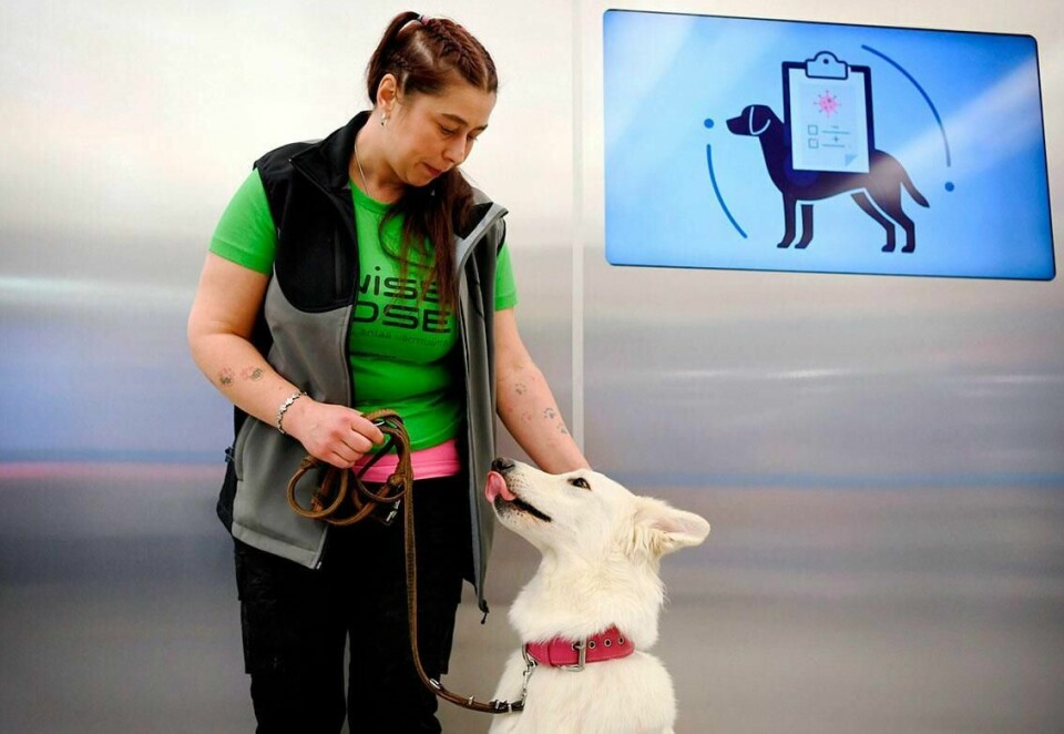 SMITTE: Hunden E.T. er sammen med trener Anette Kare på flypassen utenfor Helsingfors. Hunden skal lukte seg fra til passasjerer med korona.