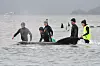 Rescue efforts to save whales stranded on a sandbar take place at Macquarie Harbour, near Strahan, Tasmania, Australia, September 22, 2020. AAP Image/The Advocate Pool, Brodie Weeding via REUTERS ATTENTION EDITORS - THIS IMAGE WAS PROVIDED BY A THIRD PARTY. NO RESALES. NO ARCHIVE. AUSTRALIA OUT. NEW ZEALAND OUT