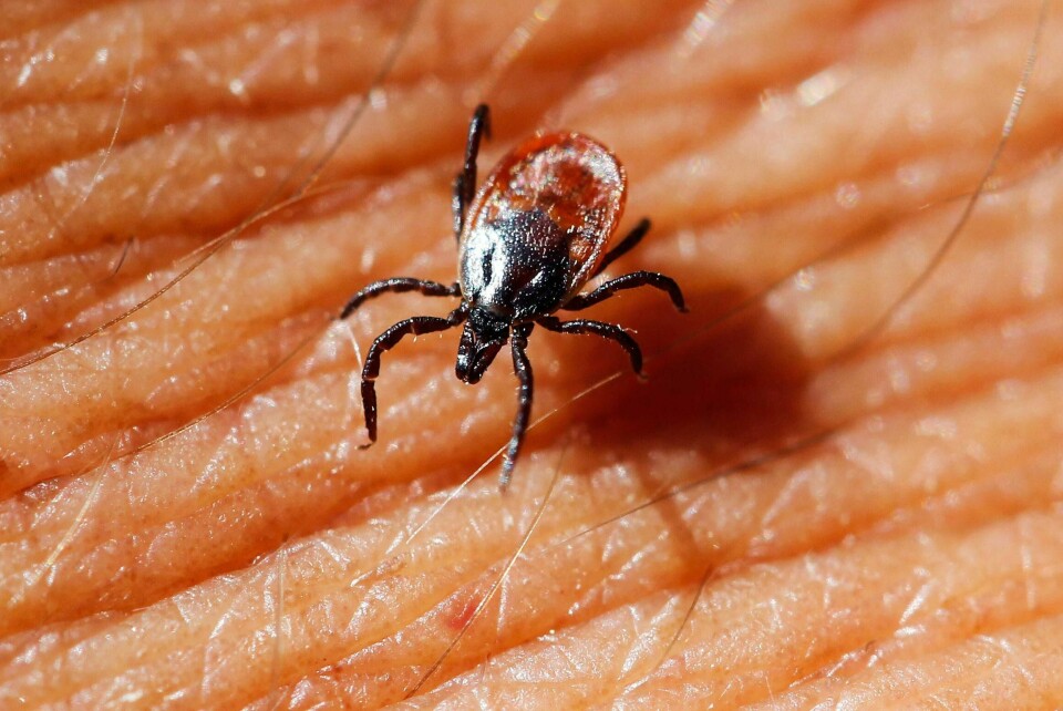 VIRUS: Bare en halv prosent av flåtten har viruset TBE. Men det kan gi mennesker alvorlig sykdom.