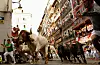 Bildet viser mennesker og okser i gatene i Pamplona i Spania.