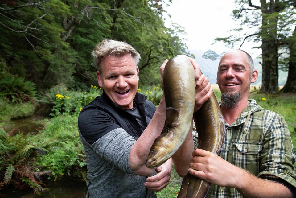 ÅL: Gordon Ramsay fanget ål på New Zealand i serien «På eventyr med Gordon Ramsay» Den vises lørdager på kanalen National Geographic.