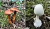 Bildet viser spiss giftslørsopp og hvit fluesopp.