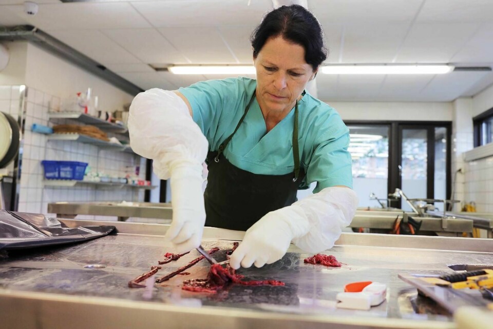 SYKE: Minst 25 hunder er døde av en uvanlig sykdom. Mattilsynet forsøker å finne ut hvordan hundene blir syke og dør. Forsker og patolog Helene Wisløff ved Veterinærinstituttet undersøker døde hunder for å vite mer.
