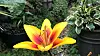 Bildet viser en stor, gul og eksotisk blomst.