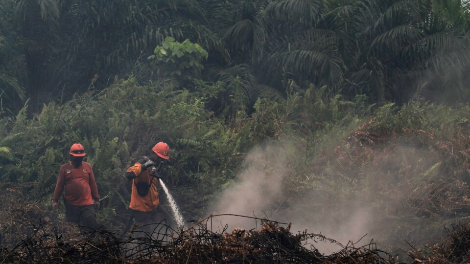 BRANNER: Regnskogen i Indonesia brenner. Det har ført til helseskadelig røyk.