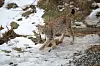 BESØK: Denne gaupa klatret over gjerdet til Bjørneparkens gauper. Den er kastet ut igjen. Men fikk med seg et nytt navn. Nå heter den Lothepus.