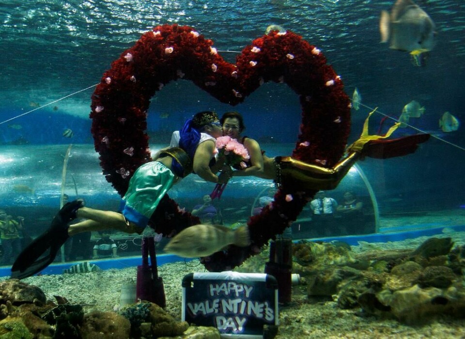 FILIPPINENE: Dykkere på Filippinene lager show for Valentinsdagen. FILIPPINENE: Dykkere på Filippinene lager show for Valentinsdagen.