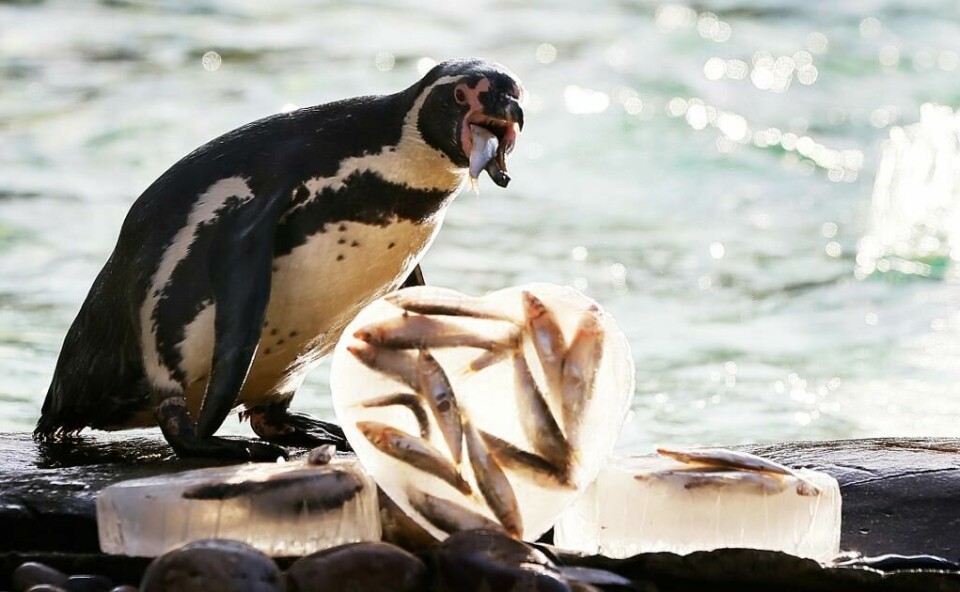 FEIRER: Pingviner i London Zoo i Storbritannia spiser hjerter fylt med fisk. FEIRER: Pingviner i London Zoo i Storbritannia spiser hjerter fylt med fisk.