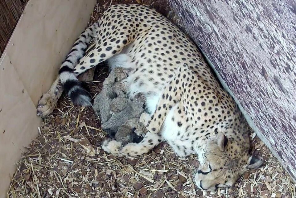 SØTE: For første gang er det født gepardunger i Norge. Kimani fikk fem unger natt til lørdag.