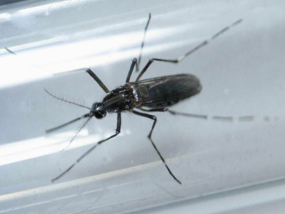 MYGG: WHO frykter at Zika-viruset vil spre seg til Europa. Men sjansen er liten.