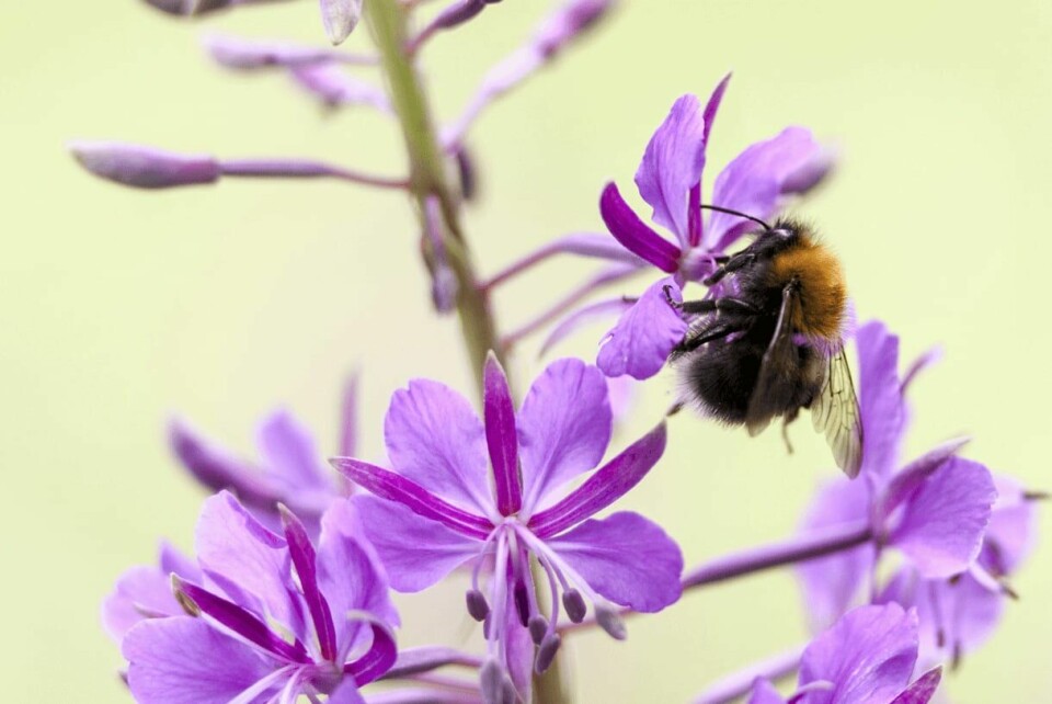VIKTIG: Ville blomster er viktige både for mennesker og humler. En humle samler nektar fra en geitramsblomst.
