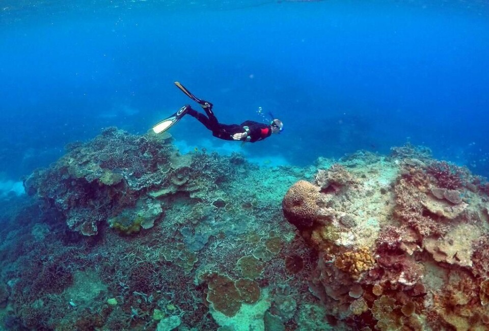 KORALLER: En turist snorkler ved Lady Elliot Island på Great Barrier Reef. Korallene ligger i Australia.