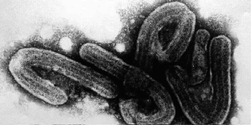 SMITTE: 14 personer er døde av sykdommen ebola i Uganda. Presidenten i landet ber folk om la være å ta på hverandre. Slik vil han hindre at flere blir smittet. Det finnes ingen god behandling mot ebola.