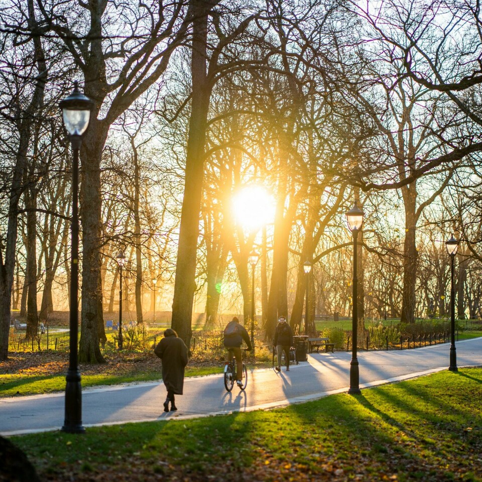 VÆR: Novembersola lyser opp Slottsparken i Oslo. Det kan bli opp mot 16 plussgrader på Østlandet til helgen.