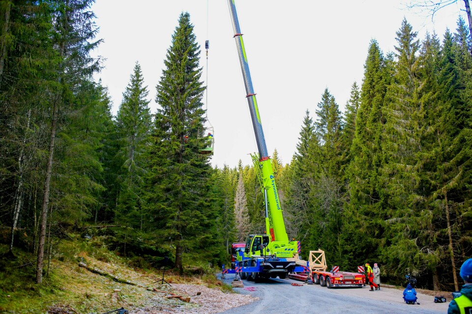 JUL: Denne julegrana skal fraktes til London og Trafalgar Square. Årets julegran som skal gis i gave til London, ble lørdag felt i Sørkedalen i Oslo.Foto: Christoffer Andersen / NTB