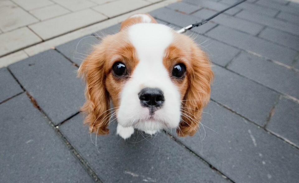En 15 uker gammel hund av rasen cavalier king charles spaniel. Borgarting lagmannsrett har slått fast at videre avl på denne hunderasen, slik det foregår i dag, er i strid med dyrevelferdsloven. En 15 uker gammel hund av rasen cavalier king charles spaniel. Borgarting lagmannsrett har slått fast at videre avl på denne hunderasen, slik det foregår i dag, er i strid med dyrevelferdsloven. Foto: Julian Stratenschulte / DPA / NTB