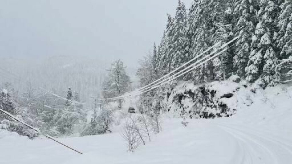 VÅTT: Tung, våt snø bøyer trær over linjene. Bildet viser at tung, våt snø bøyer trær over linjene. Slik så det ut i Birkenes tirsdag ettermiddag. Foto: Agder Energi Nett / NTB