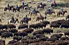 Ryttere på hesteryggen følger en flokk bison under den årlige innsamlingen i Antelope Island State Park, Utah i oktober i år. Dyrene samles opp hver høst slik at de kan få helsesjekk og vaksinasjoner. De slippes deretter tilbake på øya eller selges på en offentlig auksjon for å holde flokken på et overkommelig nivå på rundt 500. Foto: Rick Bowmer / AP / NTB
