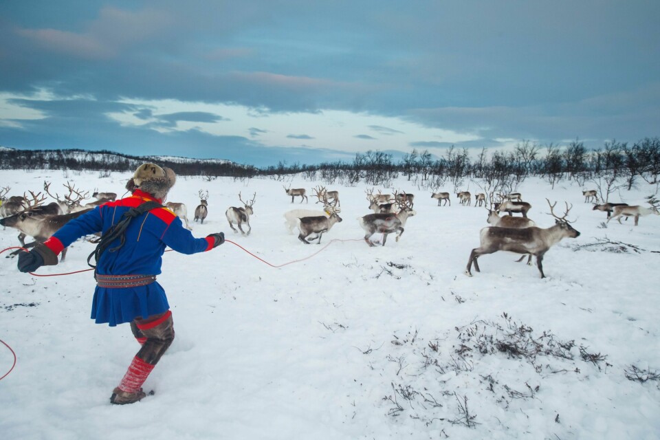 HETS: Samisk høgskole får penger til å forske på hets og rasisme mot unge samer som driver med reindrift. Samisk høgskole i Kautokeino skal kartlegge hvordan unge med tilknytning til reindriften håndterer erfaringer med rasisme. Foto: Heiko Junge / NTB