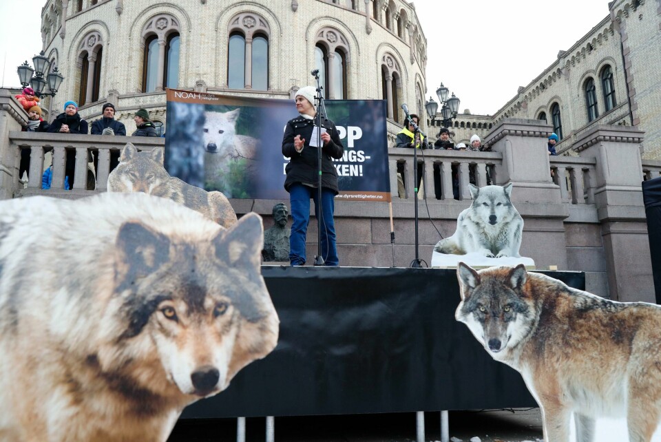 ULV: Ulv er fredet. Men regjeringen vil ta livet av noen av dem. Noah og andre organisasjoner får jakta stoppet. Her er leder Siri Martinsen under en markering i 2019. Noah-leder Siri Martinsen under en markering for rovdyr i Oslo i 2019. Foto: Heiko Junge / NTB