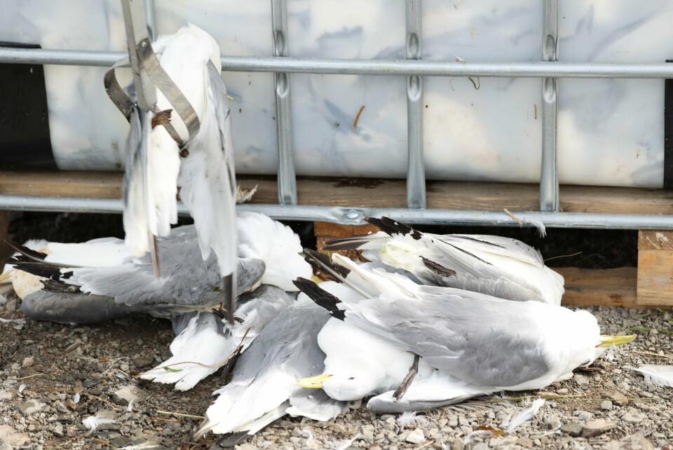 FUGLEINFLUENSA: Fugleinfluensa smitter for det meste fugler. Men andre dyr kan også bli smittet av sykdommen. Bildet viser måker som døde av fugleinfluensa i Vadsø i 2023. Foto: Jan Langhaug / NTB / NPK