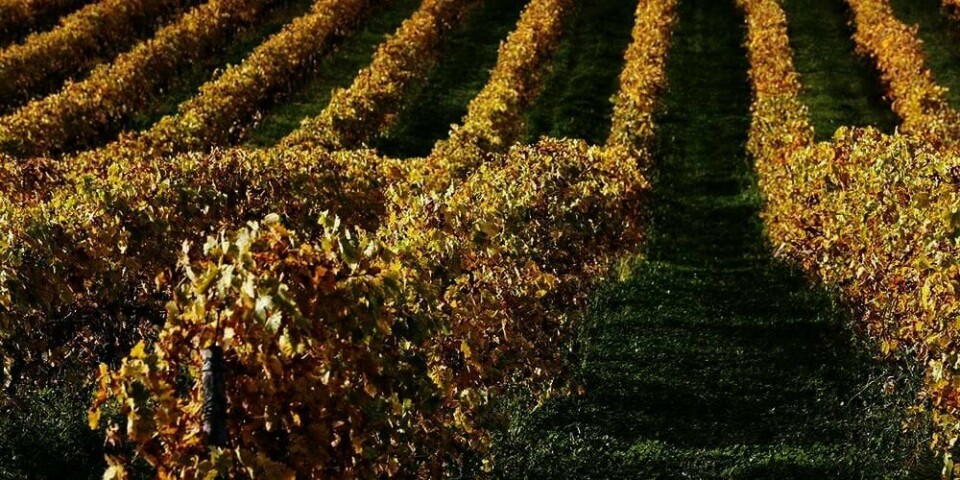 VARMERE: Det blir stadig varmere. Det gjør at man nå kan dyrke vin-druer i Skandianavia.