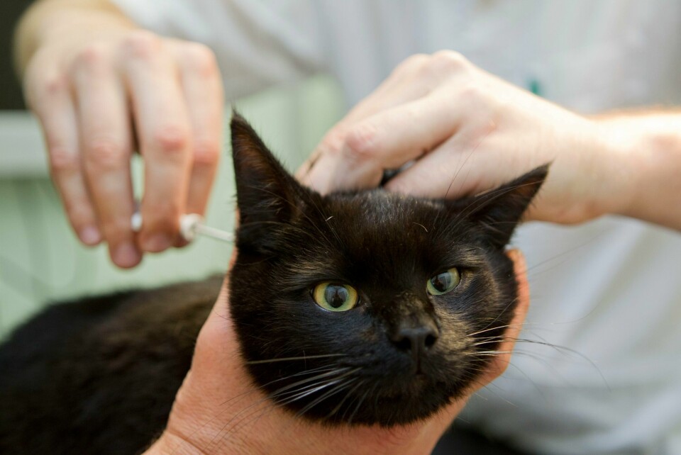 DYR: Veterinærer jobber med dyr. En del av jobben kan være å avlive dyr. Bildet viser en katt som får Id-merking.