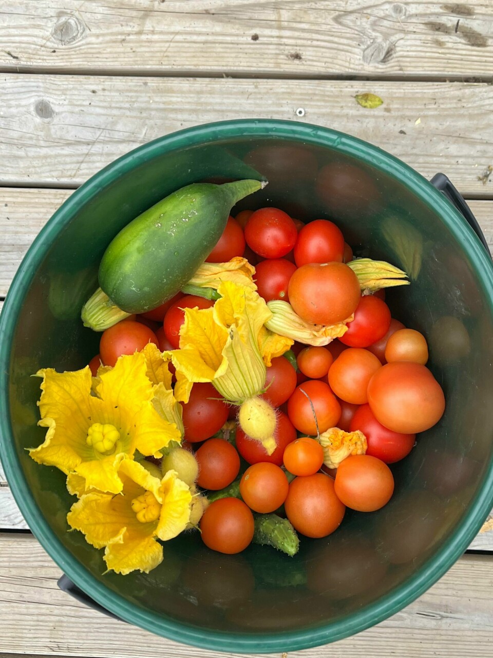 TOMATER: – Jeg hadde mye glede av denne hagen. Spesielt når jeg spiste de deilige og friske tomatene! Bildet viser tomater.