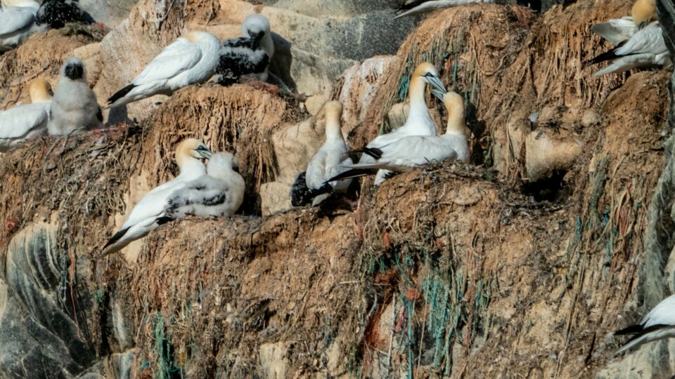 PLAST: Fugler må leve med plast på Runde på Sunnmøre. Organisasjonen WWF vil få bort plast i havet. De fikk penger fra årets TV-aksjon.