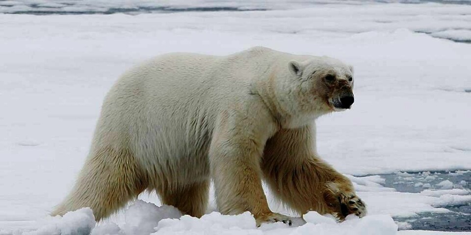 ANGREP: Flere personer ble skadd etter at en isbjørn angrep dem. Det skjedde fredag ved Von Postbreen på Svalbard.