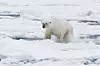 Bildet viser en isbjørn som plasker i smeltet vann på Svalbard.