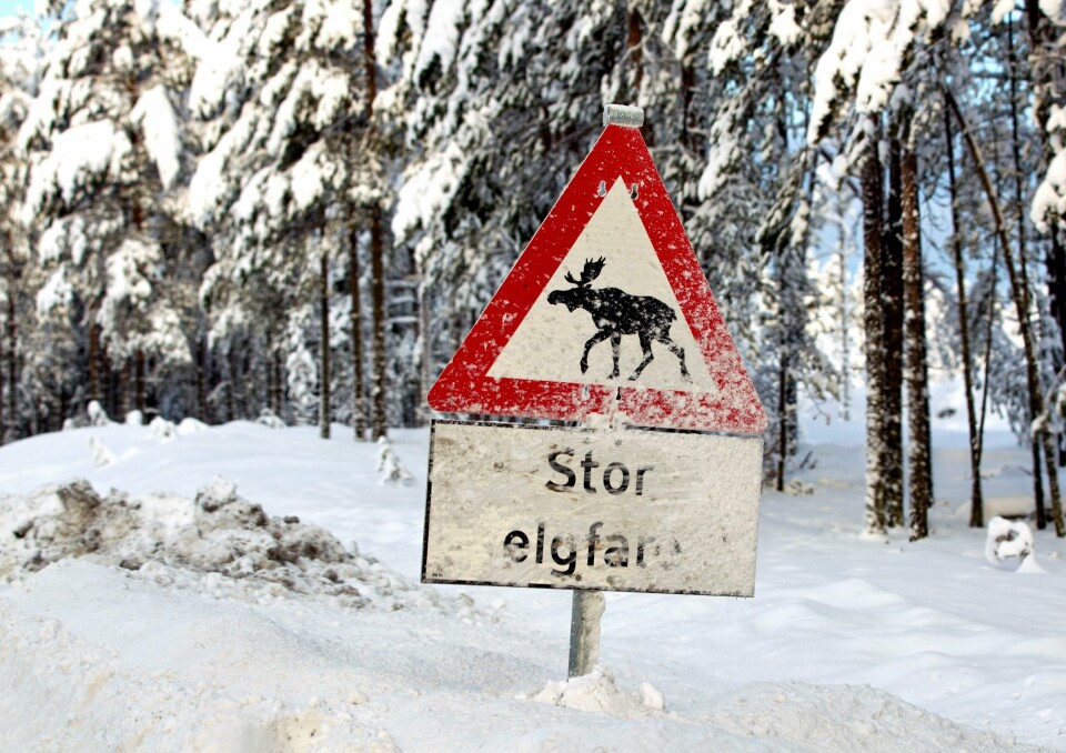 INNLANDET: Mandag har det vært 20 viltpåkjørsler i Innlandet politidistrikt. Elg og annet hjortevilt er mest aktive i timene rundt soloppgang og skumring. Ved mye snø søker de oftere til veier og togskinner for å lettere komme seg fram. Foto: Gorm Kallestad / NTB