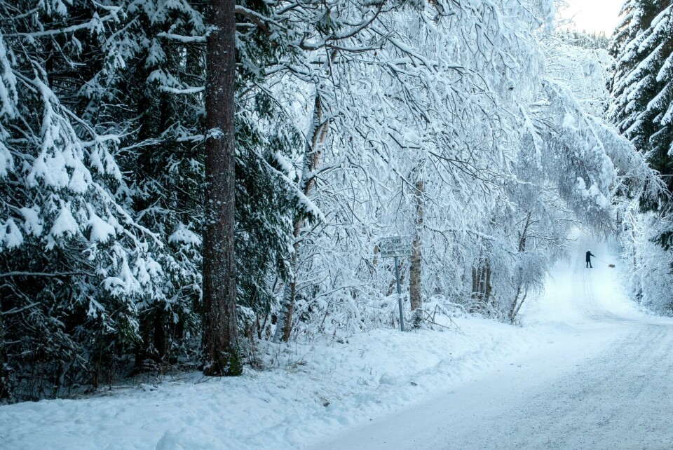 SNØ: Blir det snø og hvit jul? Bare noen steder. Bildet er fra Estenstadmarka i Trondheim. Bildet viser vinter i Estenstadmarka i Trondheim. Foto: Gorm Kallestad / NTB