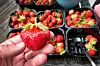 Norske jordbær er allerede å finne i butikkene, men prisene kan øke, tror jordbærbøndene. Foto: Gorm Kallestad / NTB