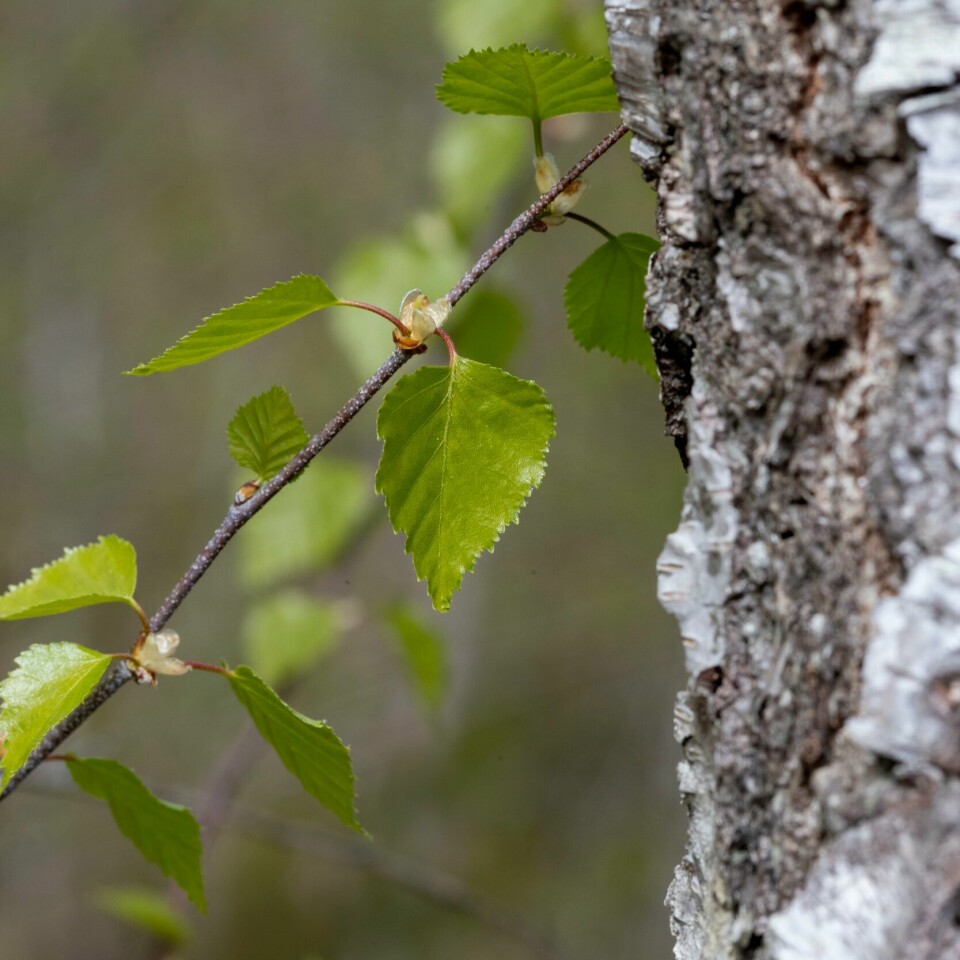 ALLERGI: Mange kan være allergiske mot tresorten bjørk. Den kommer tidlig om våren og sørger for problemer for de med allergi. Bjørk springer tidlig ut om våren og sørger for problemer for mange med allergi. Trolig har flere begynt med forebyggende medisin. Foto: Terje Pedersen / NTB