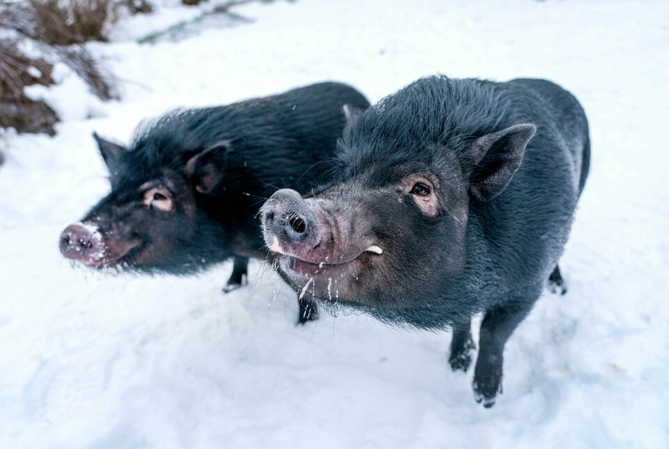 FØLER: Griser og andre dyr kan høre forskjell på om en lyd er positiv eller negativ. Forskere mener det viser at de føler mer enn vi har trodd til nå. Griser kan bli stresset av at mennesker eller andre dyr lager negative lyder, viser ny forskning. Foto: Gorm Kallestad / NTB