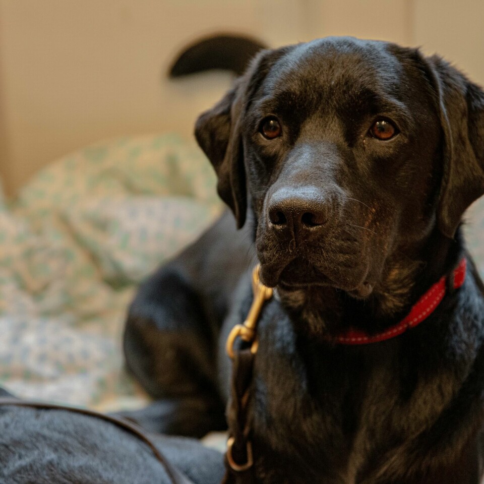 HUND: Milo var en av de mest populære navnene på en hannhund. Hunden på bildet heter Exenos og trener for å bli førerhund. Førerhund