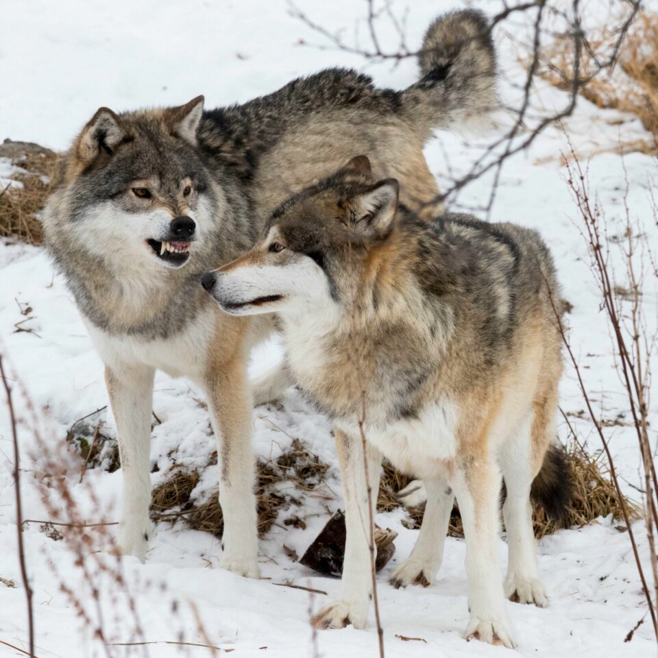 UENIGHET: Mange i Norge har en mening om ulv. Men det er stor forskjell på hva de mener om rovdyret. Illustrasjonsfoto: Heiko Junge / NTB Bildet er av ulv på Langedrag. To voksne hannulver sosialiserer. Foto: Heiko Junge / NTB