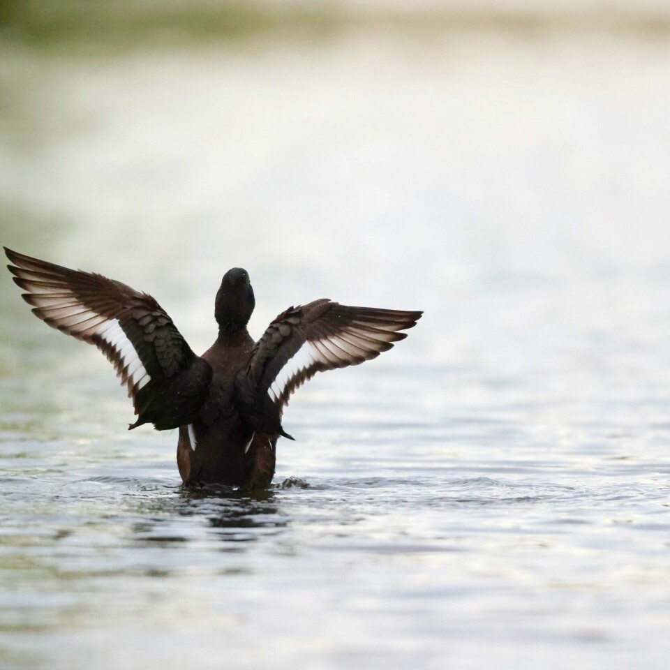 NATUR: Fuglen toppand er en av de som holder til i Lågendeltaet. Men de er ikke en truet art. Bildet er tatt ved Østensjøvannet i Oslo. Lågendeltaet naturreservat er fredet blant annet på grunn av hvor viktig området er for vannfugler. Illustrasjonsfoto: Ørn E. Borgen / NTB