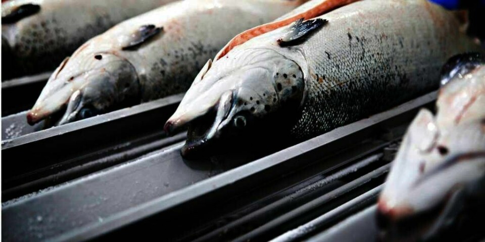 HJELPER:  Russland vil ikke kjøpe mer fisk fra Norge. Regjeringen hjelper firmaene som selger sjømat. Nå får de lov til å selge til Ukraina i stedet.