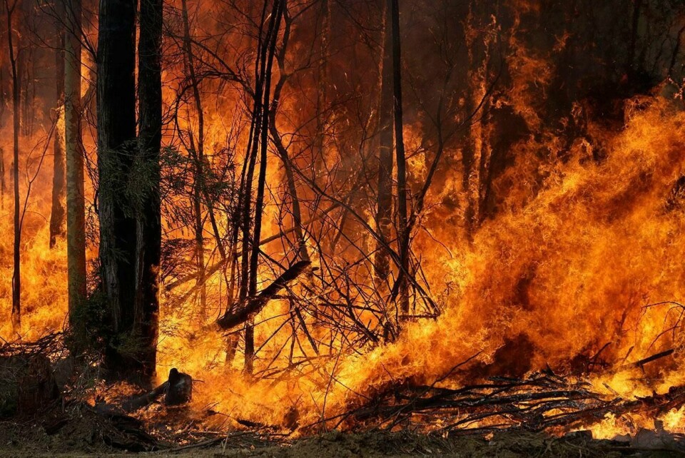 VARMT: Det kan bli nesten fem grader varmere på jorda. Det er FNs klimapanels verst tenkelige utfall. Men to forskere mener det er feil. Bildet er fra en skogbrann i Australia i år.