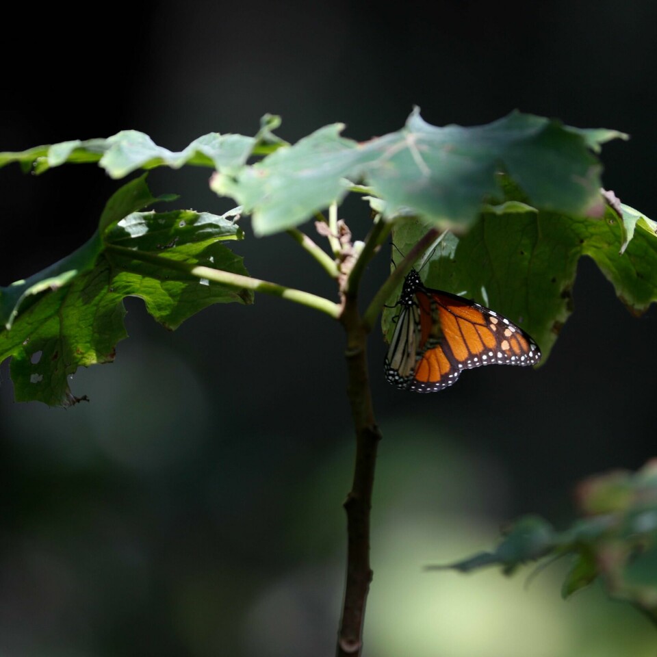 TRUES: Stadig flere arter av insekter er truet av utryddelse. Det kan få store konsekvenser for menneskeheten, advarer forskere.