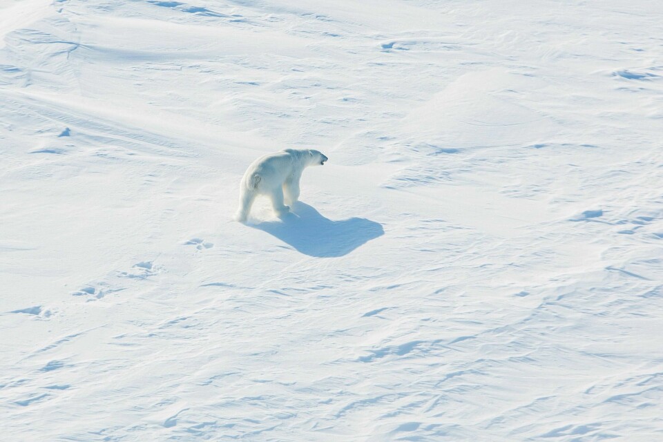 BERØRT: Isbjørn er et av dyrene som bor langs havisen i nord. De berøres om iskanten flyttes.